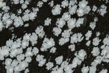 Polished Snowflake Obsidian Section - Utah #114200-1